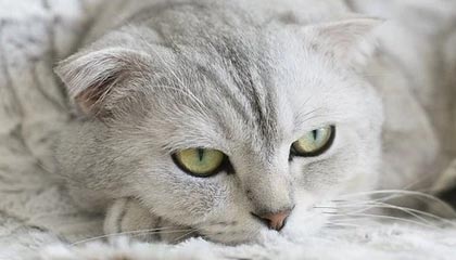 台州2026年最新杭州高端商务伴游招聘网渠道分享(最方便真实的台州茉莉伴游伴游天下全国联盟方法)