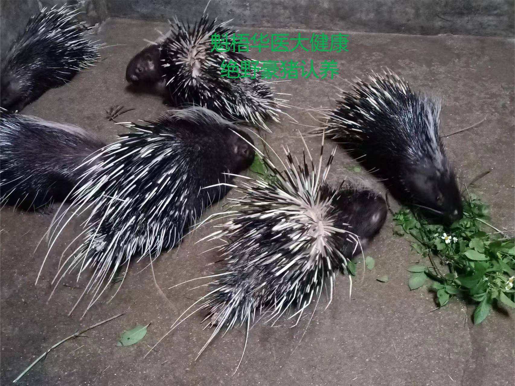 最新豪猪回收商家方法分析(最方便真实的台州豪猪卖去什么地方方法)